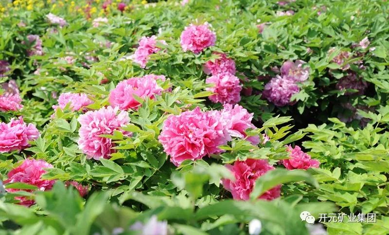 開(kāi)元恭迎八方客，盛情盡在迪尼斯
